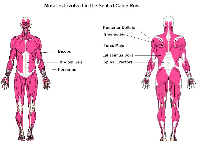Muscles Involved in the Seated Cable Row